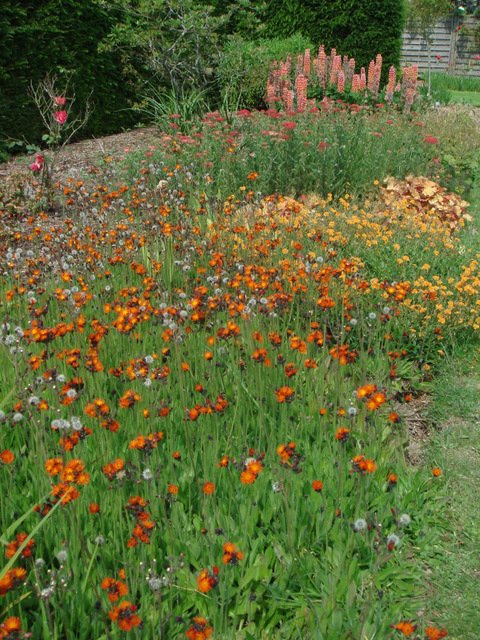 Hieracium aurantiacum